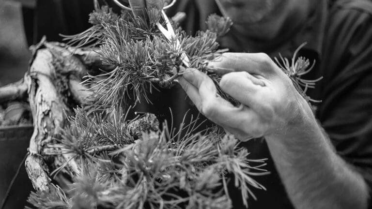 How to Grow a Bonsai  Japan House London