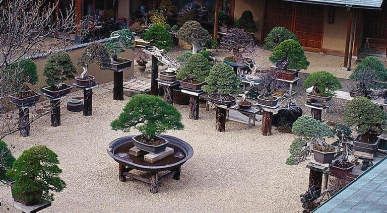 How to Grow a Bonsai  Japan House London